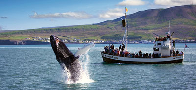 dt whale watching husavik