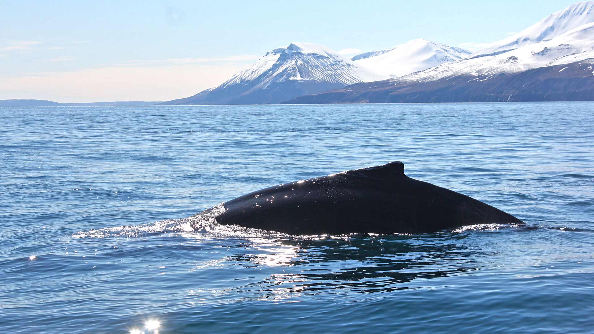 Whale Watching in Húsavík