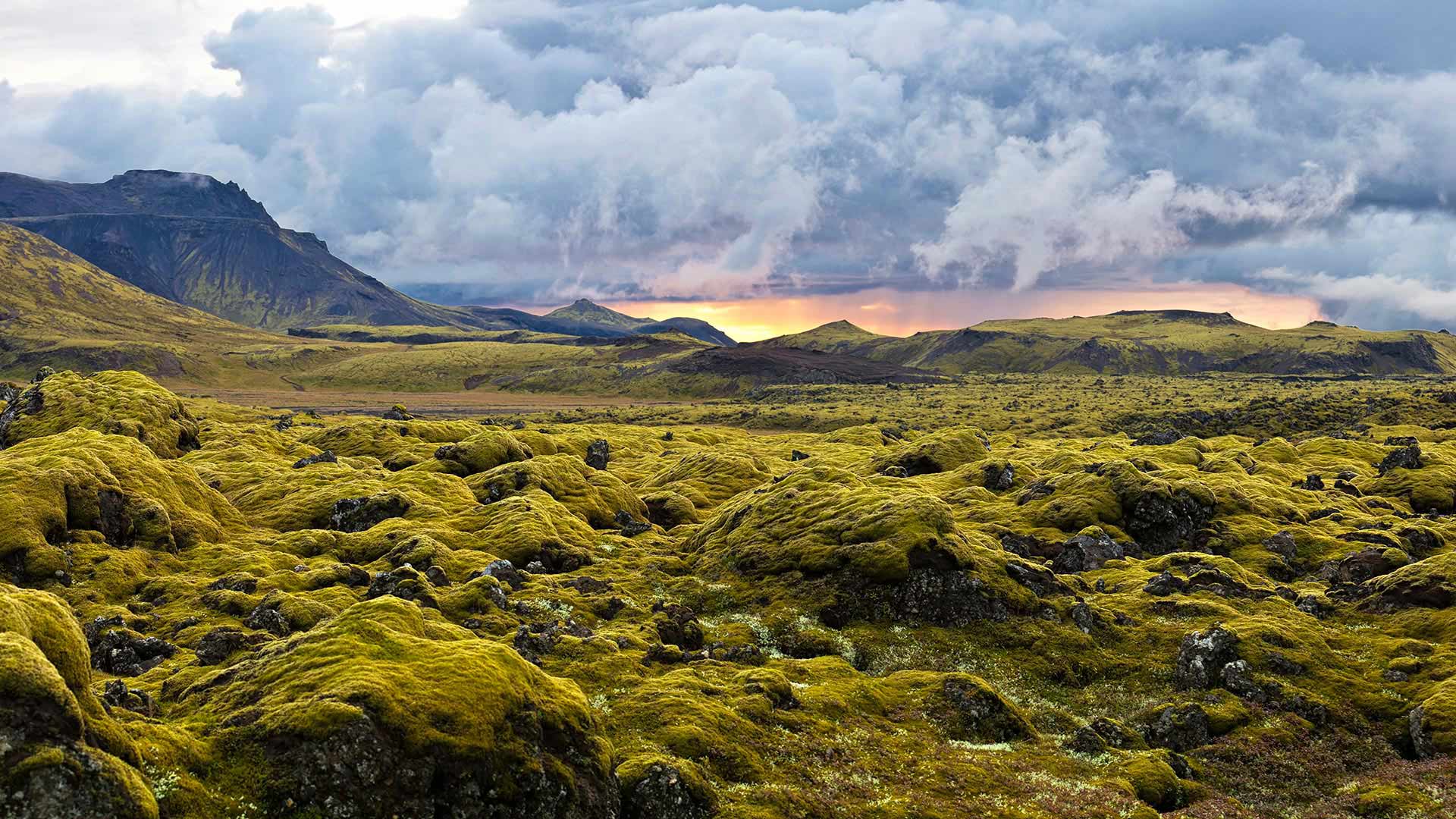 Lava Moss in Iceland
