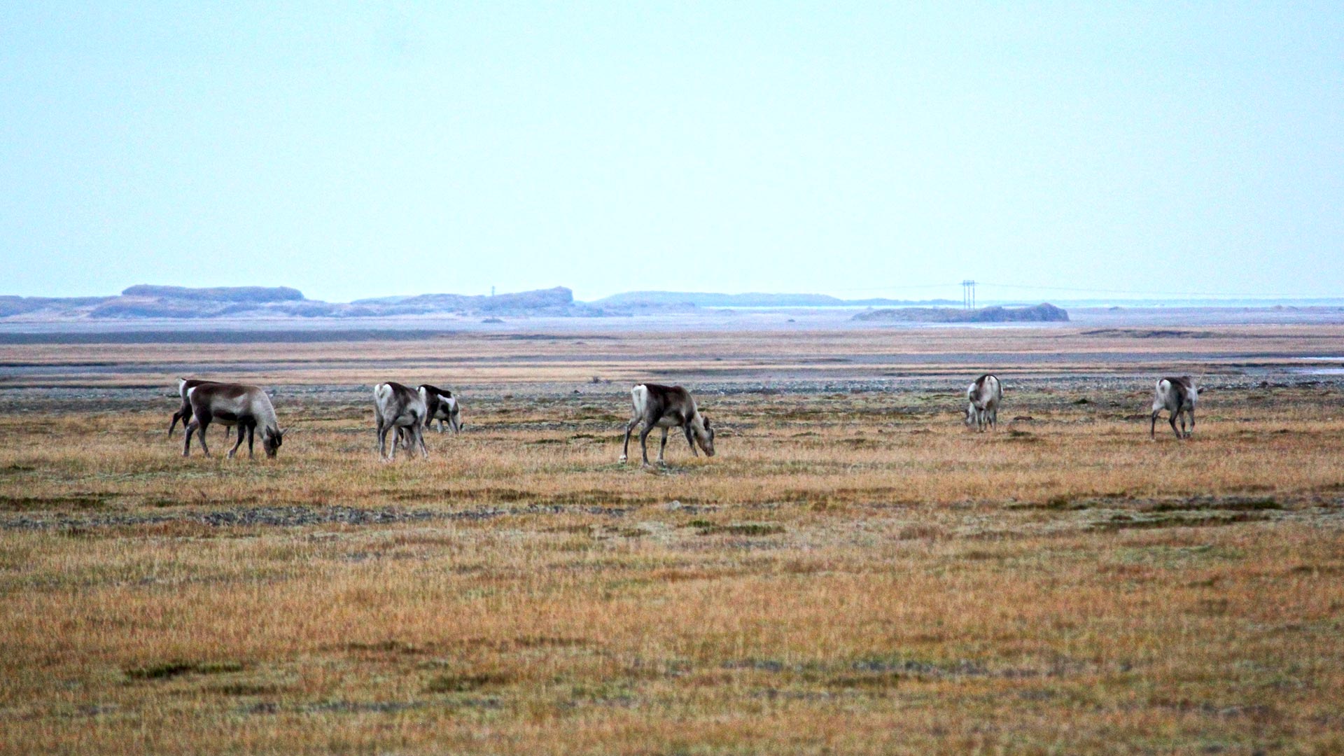 Reindeers in East Iceland