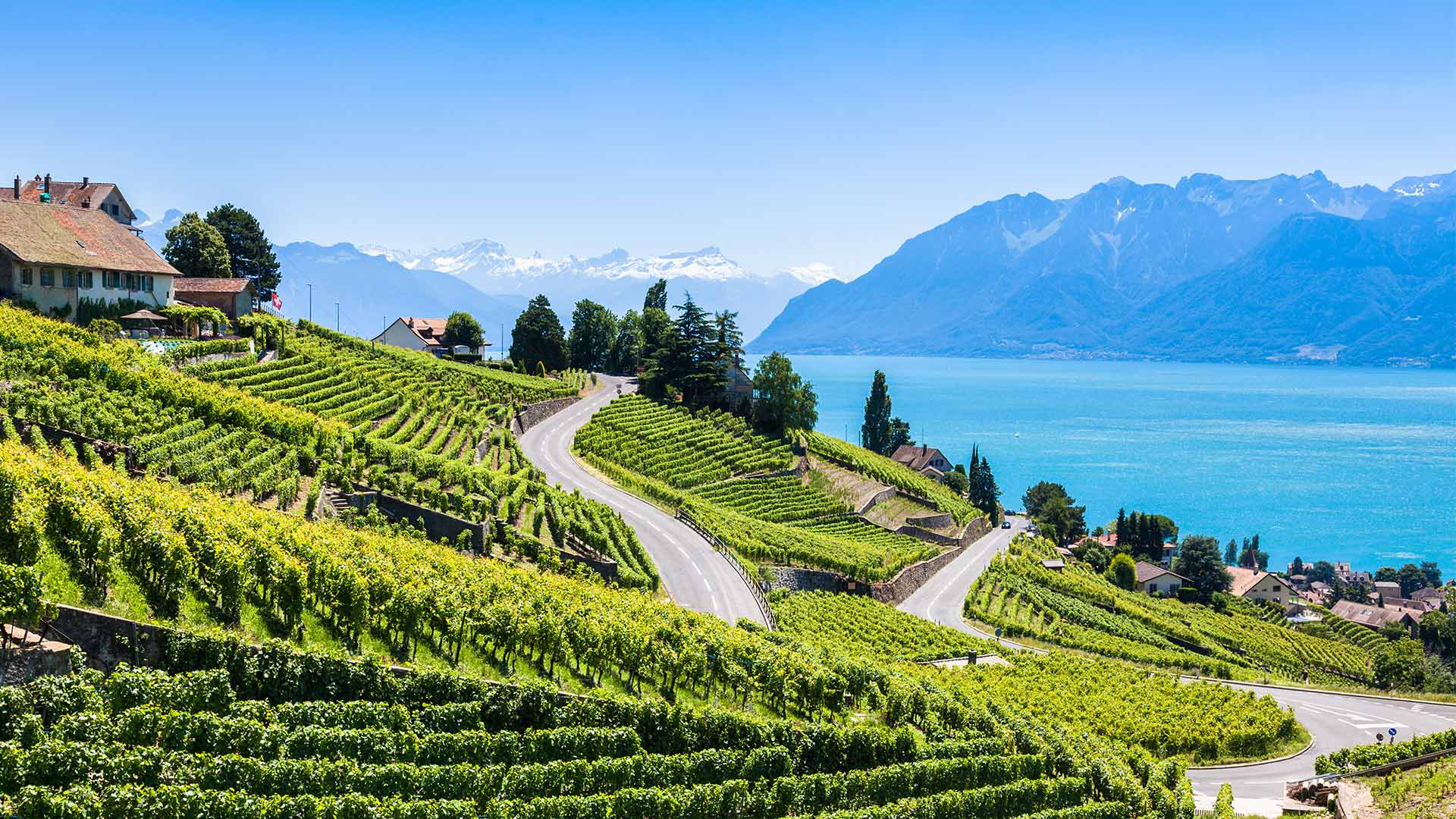 Vineyards in the region of Lavaux in the summer, Switzerland